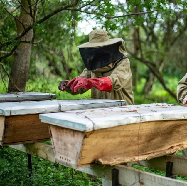 Beekeeping Activity