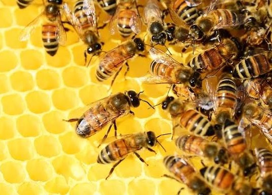 Bees at Work