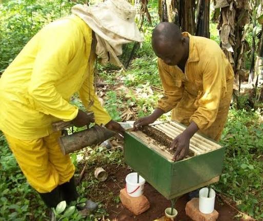 Apiary Scene