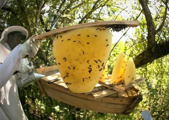 Bee Farm